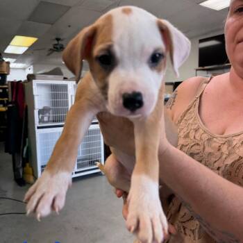 Boy 6 -  Pit Bull Terrier Dog for Adoption in Phoenix, Arizona - Boy 6 | PetCurious