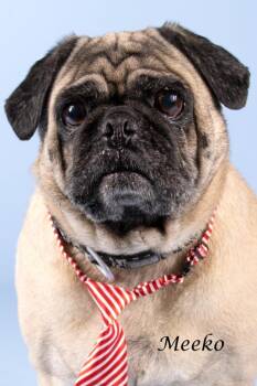 Meeko -  Pug and Shepherd Dog for Adoption in Gilbert, Arizona - Meeko | PetCurious
