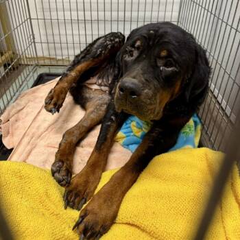Darla 07-1721 -  Rottweiler Dog for Adoption in Tyrone, Georgia - Darla 07-1721 | PetCurious