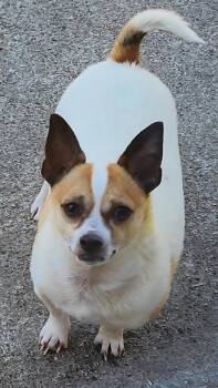 Rescue Chihuahua Dogs for Adoption in Momence, Illinois - Shorty | PetCurious