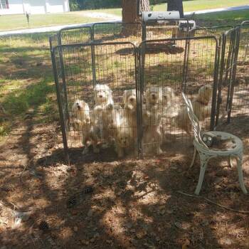 Bolt -  Maltese and Miniature Poodle Dog for Adoption in Smithfield, North Carolina - Bolt | PetCurious