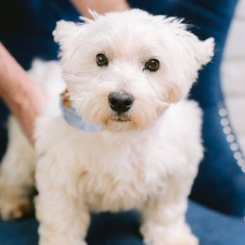 Zindle -  West Highland White Terrier Westie Dog for Adoption in Zionsville, Indiana - Zindle | PetCurious