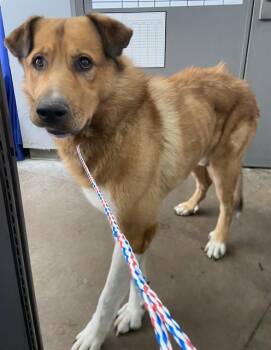 LEONIDAS -  Mixed Breed Dog for Adoption in Dallas, Texas - LEONIDAS | PetCurious