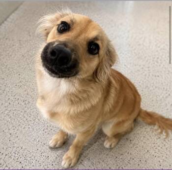 Simba -  Golden Retriever Dog for Adoption in Rathdrum, Idaho - Simba | PetCurious