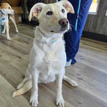 Shepherd Dogs Available for Adoption in Idaho Falls, Idaho - Casper | PetCurious