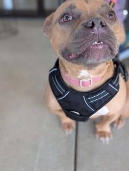Rescue Pit Bull Terrier and French Bulldog Dogs for Adoption in Holly Springs, North Carolina - Zarah | PetCurious