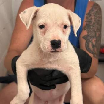 Tator tot -  Mixed Breed Dog for Adoption in Buchanan Dam, Texas - Tator Tot | PetCurious