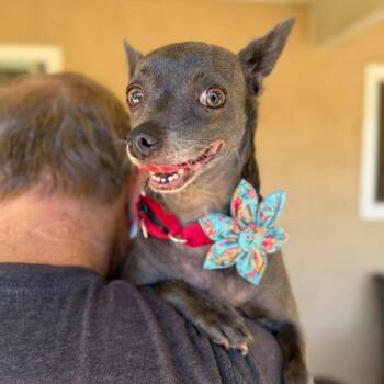 Mavis -  Chihuahua Dog for Adoption in Ramona, California - Mavis | PetCurious