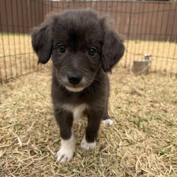 Australian Shepherd Dogs Available for Adoption - Bubbles | PetCurious