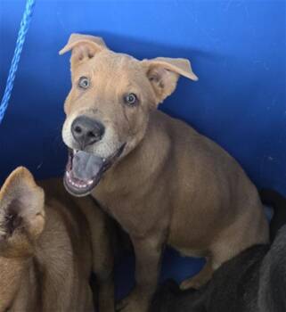 SYLAS -  Mixed Breed Dog for Adoption in Dallas, Texas - SYLAS | PetCurious