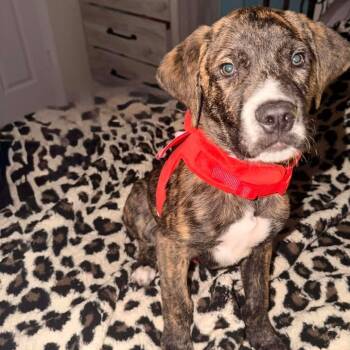 Rescue Pit Bull Terrier Dogs for Adoption in Chatham, Virginia - Aiden | PetCurious