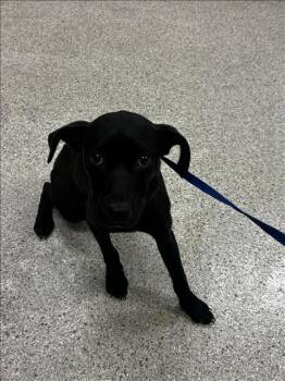 Pit Bull Terrier and Mixed Breed Dogs Available for Adoption in Conroe, Texas - A426808 | PetCurious