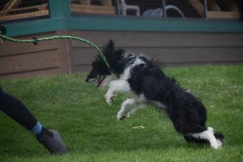 Turkey -  Aussiedoodle Dog Available for Adoption in Salmon, Idaho - Turkey | PetCurious