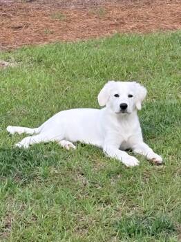 Courtesy Listing-Bunny -  Great Pyrenees Dog for Adoption in Carthage, North Carolina - Courtesy Listing-Bunny | PetCurious