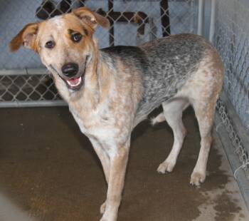 Rescue Australian Cattle Dog Blue Heeler Dogs for Adoption in Marietta, Ohio - Zannah | PetCurious
