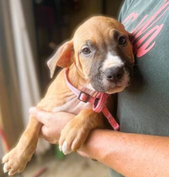 Love -  Mixed Breed Dog for Adoption in Jackson, Mississippi - Love | PetCurious