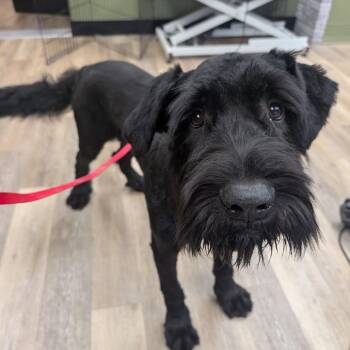 Waldorf -  Giant Schnauzer and Great Pyrenees Dog for Adoption in Newton, Iowa - Waldorf | PetCurious