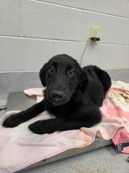 Night -  Labrador Retriever and Mixed Breed Dog for Adoption in Chillicothe, Ohio - Night | PetCurious