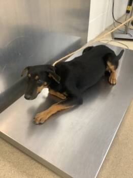 Rescue Manchester Terrier and Mixed Breed Dogs for Adoption in Fort Worth, Texas - Aspen | PetCurious