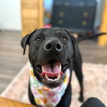 Miss Midna Booty Scratch Queen -  Labrador Retriever and Black Labrador Retriever Dog for Adoption in Friendswood, Texas - Miss Midna Booty Scratch Queen | PetCurious