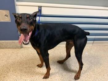 PACO -  Doberman Pinscher Dog for Adoption in Doral, Florida - PACO | PetCurious