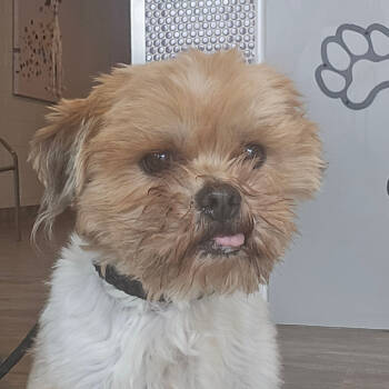 Rescue Shih Tzu Dogs for Adoption in San Jacinto, California - Teddy | PetCurious