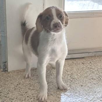 Dinkle 4663 -  Mixed Breed Dog for Adoption in Loxahatchee Groves, Florida - Dinkle 4663 | PetCurious
