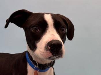 Elwood -  Retriever and Hound Dog for Adoption in Golden Valley, Minnesota - Elwood | PetCurious