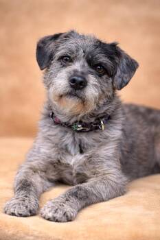 PopTart -  Terrier and French Bulldog Dog for Adoption - PopTart | PetCurious