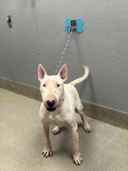 Rescue Bull Terrier Dogs for Adoption in Las Vegas, Nevada - FELIX | PetCurious