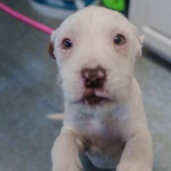 Terrier Dogs Available for Adoption - Walker | PetCurious