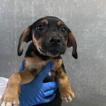 Shepherd and Terrier Dogs Available for Adoption in Edinburg, Texas - Cosmia | PetCurious