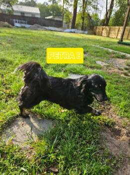 Dachshund Dogs Available for Adoption in Cranston, Rhode Island - Petra In LA | PetCurious