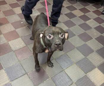 Blackberry Cobbler -  Mixed Breed Dog for Adoption in New York, New York - Blackberry Cobbler | PetCurious