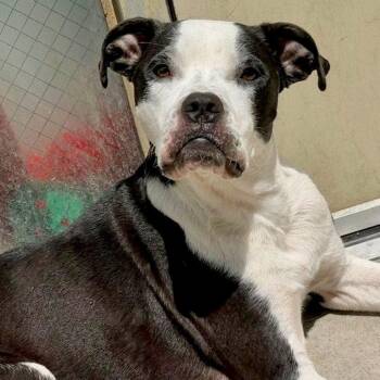 Sequoia -  Boxer and Pit Bull Terrier Dog for Adoption in Mead, Colorado - Sequoia | PetCurious