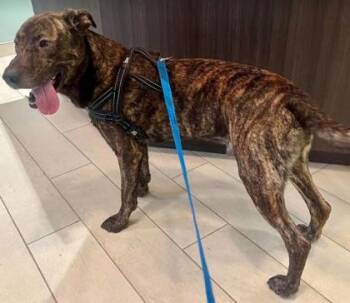 Rocco -  Retriever Dog for Adoption in Annapolis, Maryland - Rocco | PetCurious