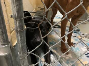 FRODO -  Pit Bull Terrier and Mixed Breed Dog for Adoption in Tulsa, Oklahoma - FRODO | PetCurious