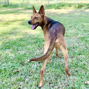 Mutt Damon -  Mountain Cur and Mixed Breed Dog for Adoption in Lake Jackson, Texas - Mutt Damon | PetCurious