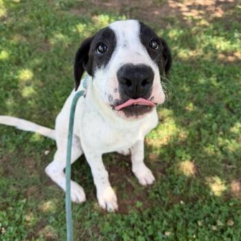 Jackson -  Black Labrador Retriever and Great Pyrenees Dog for Adoption in Stillwater, Oklahoma - Jackson | PetCurious