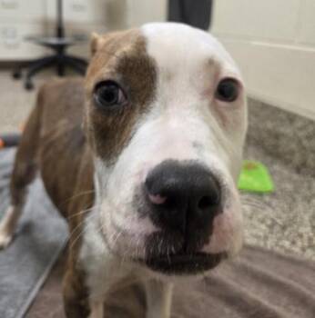 Clover -  Pit Bull Terrier and Mixed Breed Dog for Adoption in Westland, Michigan - Clover | PetCurious