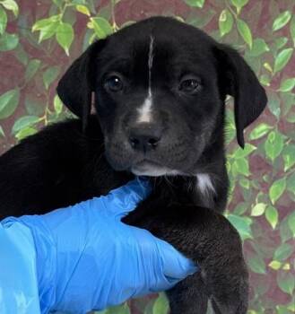 American Staffordshire Terrier and Mixed Breed Dogs Available for Adoption in San Antonio, Texas - Natalia | PetCurious