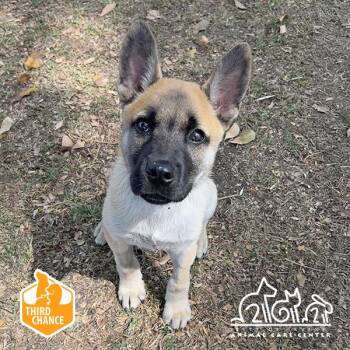 German Shepherd Dog and Mixed Breed Dogs Available for Adoption in Irvine, California - VICTRA | PetCurious