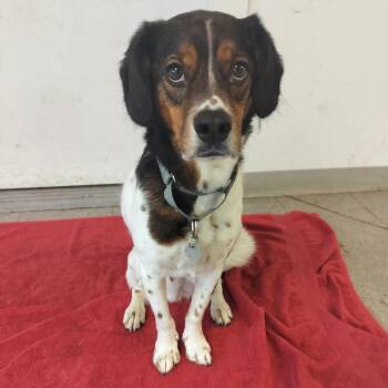 Charlie -  Beagle and Mixed Breed Dog Available for Adoption in Quakertown, Pennsylvania - Charlie | PetCurious