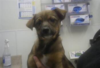 Chihuahua and Mixed Breed Dogs Available for Adoption - SYLVIA | PetCurious