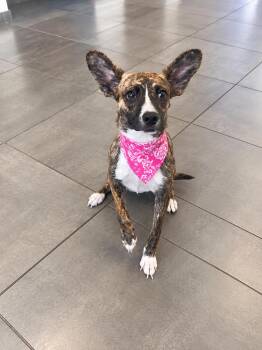 Pandora -  Corgi and Dutch Shepherd Dog for Adoption in Euless, Texas - Pandora | PetCurious