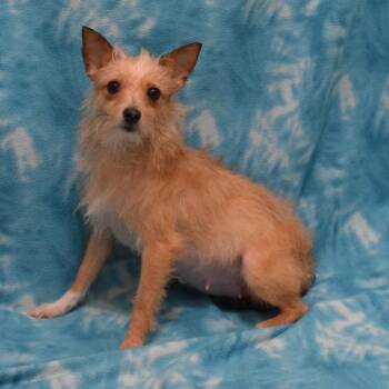 Terrier and None Dogs Available for Adoption in Eureka, California - Petunia | PetCurious
