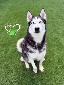 Nala -  Husky Dog for Adoption in Delson, Quebec - Nala | PetCurious