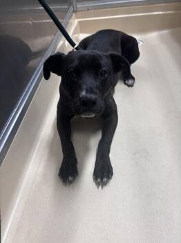 Pit Bull Terrier and Mixed Breed Dogs Available for Adoption - Delilah | PetCurious