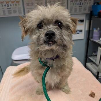 Roosevelt -  Mixed Breed Dog for Adoption in New Castle, Delaware - Roosevelt | PetCurious
