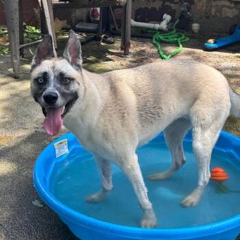 Rescue Husky Dogs for Adoption in Chatham, Virginia - Oxana | PetCurious